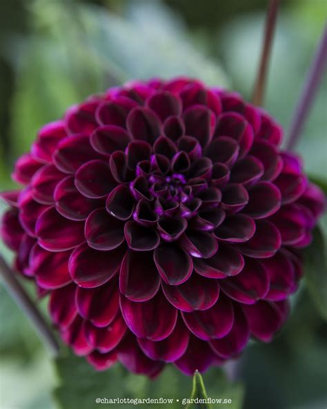 Dark red dahlias – Garden Flow