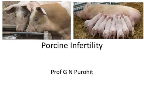 Lecture 16 Porcine infertility | PPT | Free Download