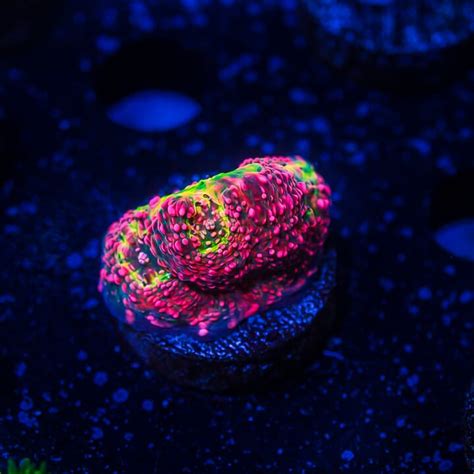 World Wide Corals 13th Anniversary LIVE SALE! Celebrate with us! | REEF2REEF Saltwater and Reef ...