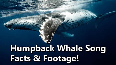 Humpback Whale Songs and Sounds - Facts and Footage - YouTube