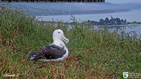 Male Albatross Preens His Feathers And Takes In The Beautiful View In New Zealand – Nov. 29 ...