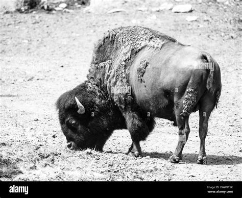 Wild american bison, Bison bison, aka buffalo on a pasture. Black and white image Stock Photo ...