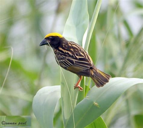 Streaked Weaver (Ploceus manyar) carrying nesting material | Weavers, Image database, Bird