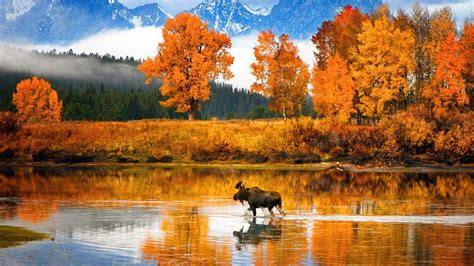 Download Alaska Moose Wallpaper For Windows #hKP3D | Paisagens de ...