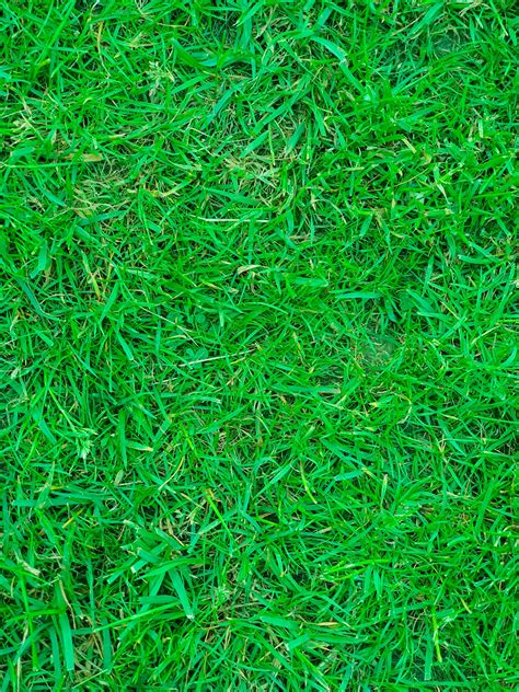 Green Grass Texture Free Stock Photo - Public Domain Pictures