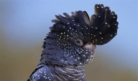 New subspecies of red-tailed black cockatoo discovered - Australian ...