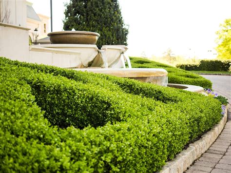 Boxwood Hedge - How to grow, where to plant and Inspiration!