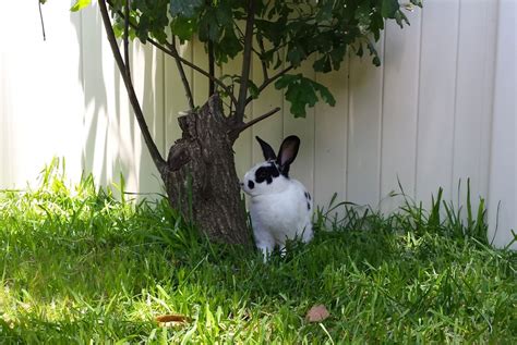 Bunny Habitats | BunnyNature.org