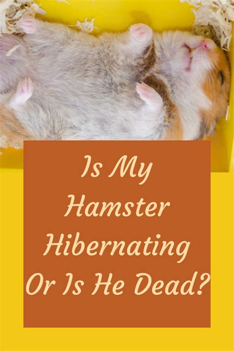 Pin on Hamsters