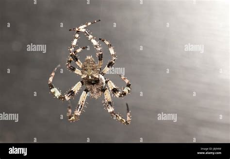 Male black and white orb weaver spider Stock Photo - Alamy