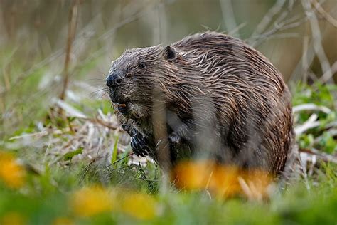 Animals That Live In Ukraine - WorldAtlas