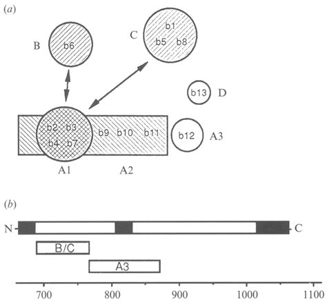 (a) Antigenic domains of El. Representation of four antigenic domains ...