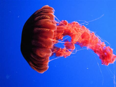DSC26396, Black Sea Nettle ("Chrysaora Achlyos"), Monterey… | Flickr