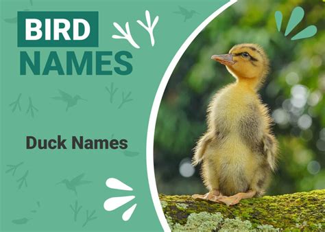 100+ Pet Duck Names: Ideas for Your Quirky & Adorable Duck | Pet Keen