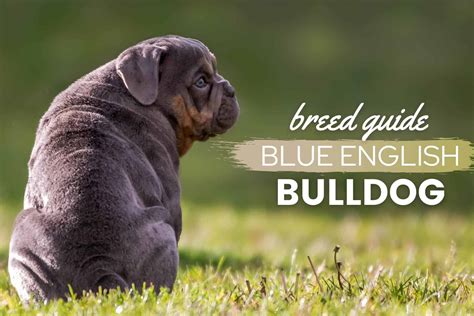 english bulldog colors brindle - Eddie Metz