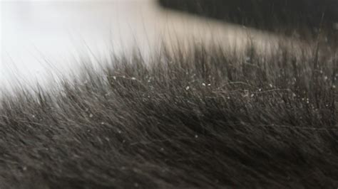 Cat Dandruff Or Flea Eggs: An In-Depth Identification Guide – CattyBox