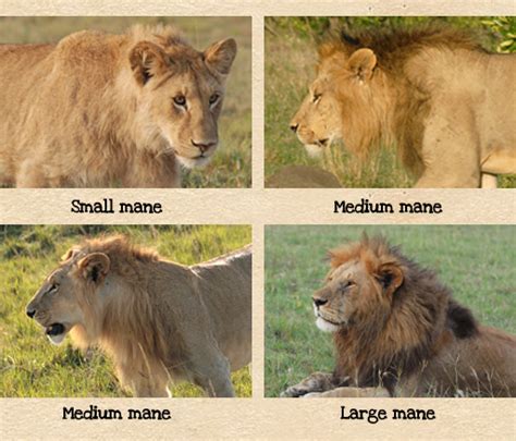 List 94+ Pictures Why Do Lions Have Large Forepaws With Long Claws Full HD, 2k, 4k