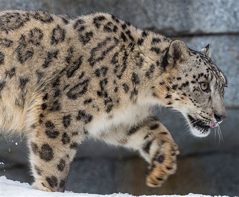 Snow leopard | San Diego Zoo Wildlife Explorers