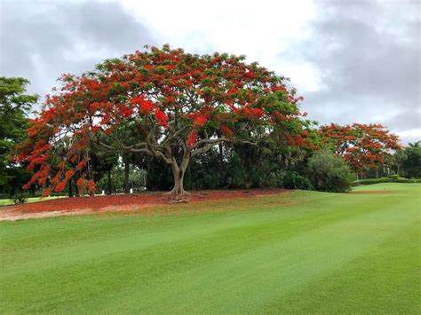 The Forest Country Club Agronomy : Royal Poinciana Trees