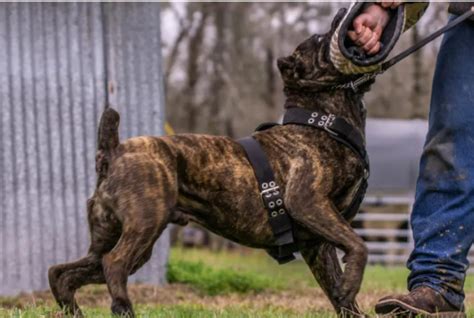 Cane Corso Biting Force | Pitbull Puppies