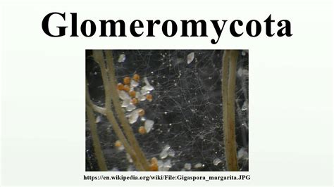 Glomeromycota Life Cycle