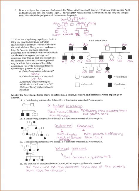 Pedigree Charts Worksheet Answer Key - kidsworksheetfun