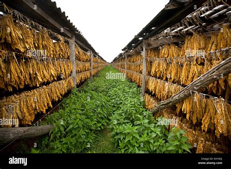 Tobacco leaves drying in the shed Stock Photo - Alamy