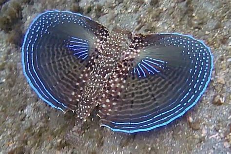 If you haven't met the flying gurnard, it's about to become your ... | Beautiful sea creatures ...