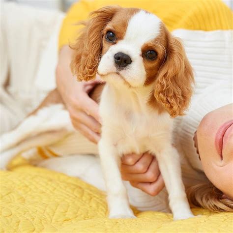 Top 10 Calmest Dog Breeds - ilovedogscute.com