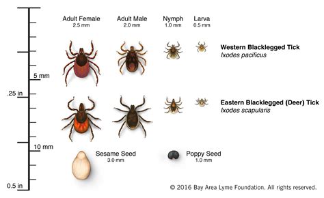 Lyme Disease Awareness and Prevention | Sonny's Spaw (360) 477-4810