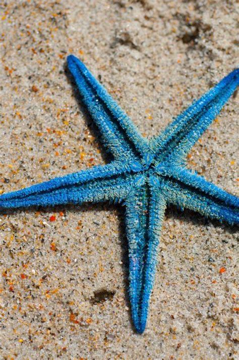 Blue starfish | Starfish, Ocean creatures, Sea animals