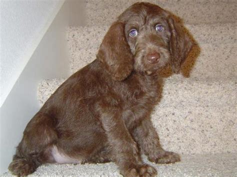 Weimardoodle (Weimaraner Poodle Mix) Info, Temperament, Training, Puppies, Pictures