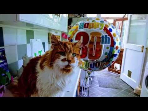 Meet Rubble, the 30-Year-Old Cat Who May Be the Oldest Living One on ...