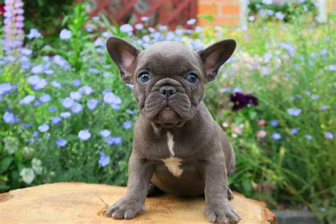 The first day with your Frenchie [with tips for a successful training] - TomKings Kennel