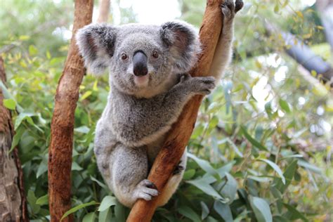 Koala Talk | Perth Zoo