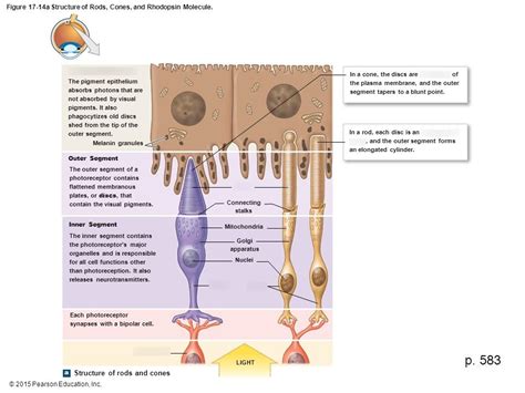 Structure of Rods and Cones Diagram | Quizlet