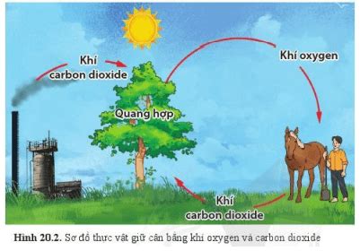 Bài 20: Vai trò của thực vật trong đời sống và trong tự nhiên | Lương ...