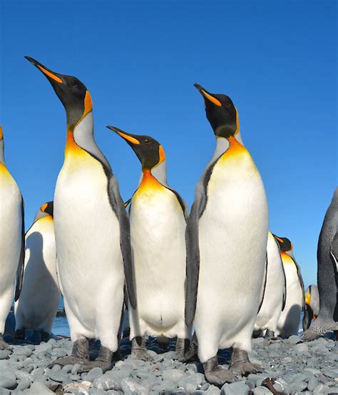 King penguin – Australian Antarctic Program