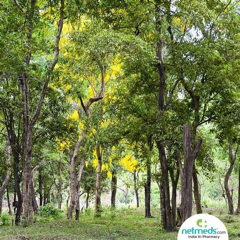 Sandalwood Powder /Oil: Ayurvedic Uses, Medicinal Benefits For Skin, Hair And Health