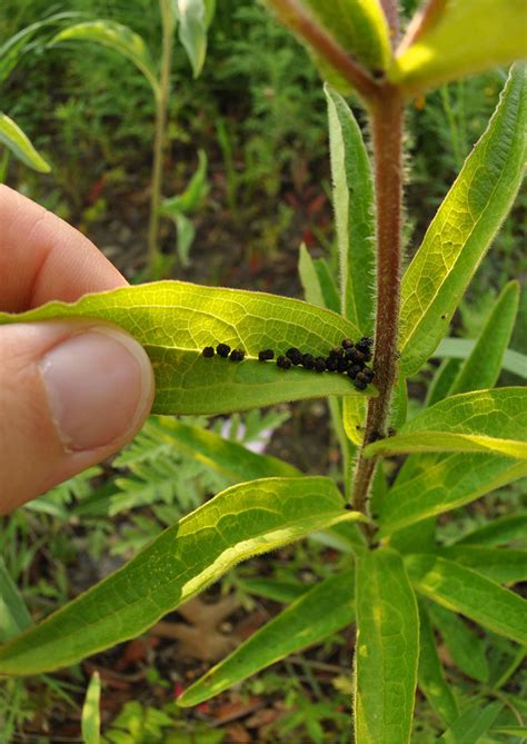 Butterfly Weed | Native American Seed