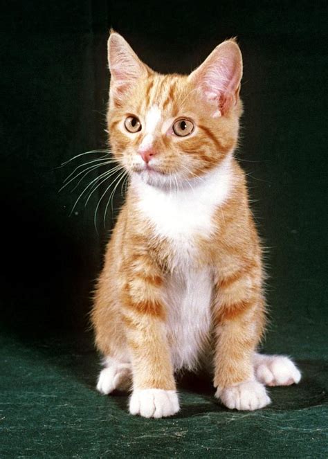 Orange Tabby Kitten Photograph by Larry Allan