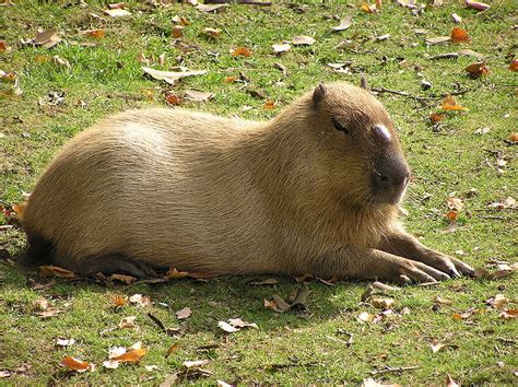 Capybara Facts, Diet, Habitat, Lifespan, as Pets, Pictures