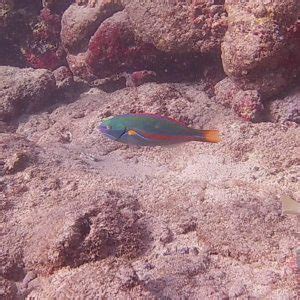 Snorkeling at Poipu Beach Park | Snorkeling in Kauai