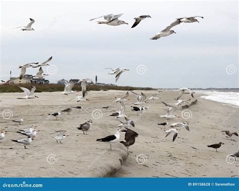 Seagulls Flying, Standing and Eating on the Beach Stock Photo - Image ...