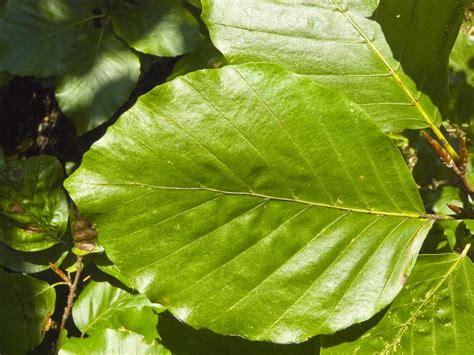 File:Fagus sylvatica leaf 001.jpg - Wikimedia Commons