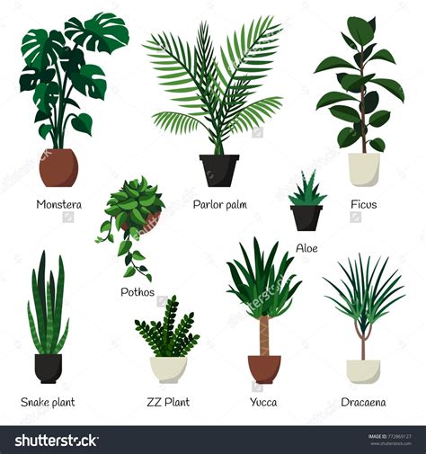 Vector isolated set various indoor ornamental plants with names. Most common and popular housepl ...