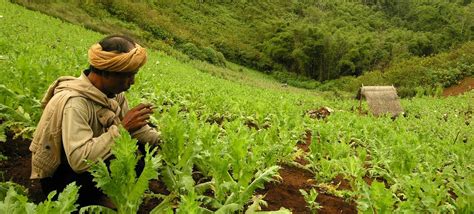 Opium poppy cultivation in 'Golden Triangle' hits new high in 2014 – UN ...