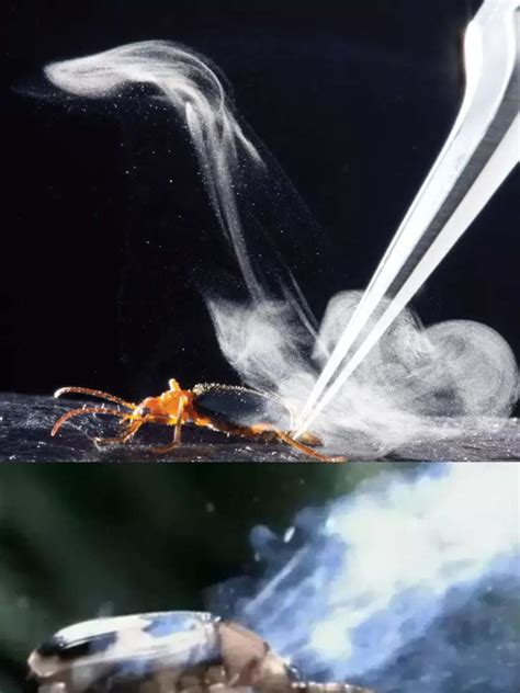 Bombardier Beetle: Insect That Fires Boiling Chemicals at Predators | Times Now