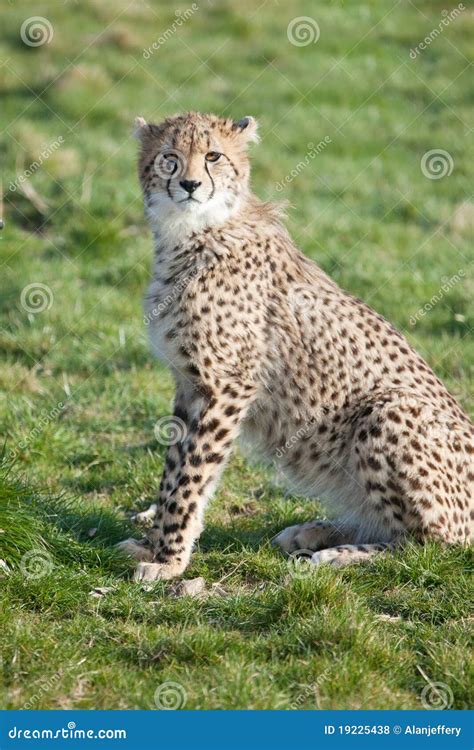 Cheetah Cub Sitting In Grass Royalty Free Stock Photos - Image: 19225438