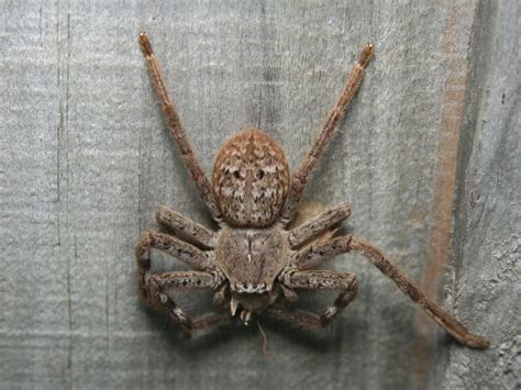 Where Do Huntsman Spider Live - Huntsman Spider Habitat - Zooologist